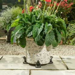 Jardinopia Plant Pot Feet Bronze Frog - Set Of 3 -Hozelock Shop 1177294 4